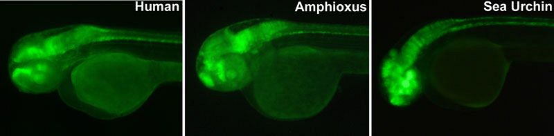 Las secuencias de ADN que desafían la evolución