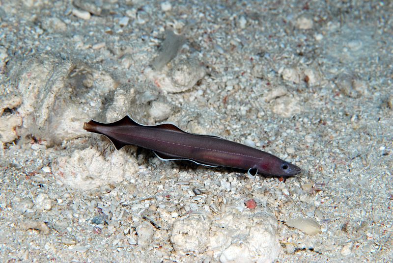 Descubren una anguila 'fósil viviente' de la época de los dinosaurios