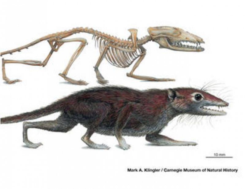 La 'madre' de todos los mamíferos: una 'musaraña' de hace 160 millones de años