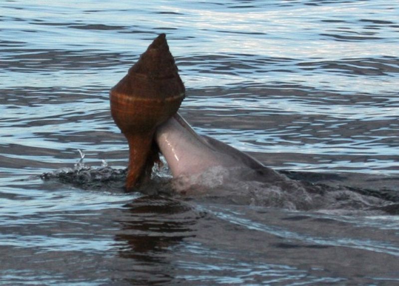 Los delfines usan conchas como redes de pesca