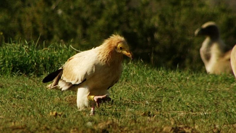 La población de alimoches cae en España un 25% en los últimos quince años