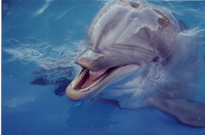 Los delfines 'hablan' como los humanos