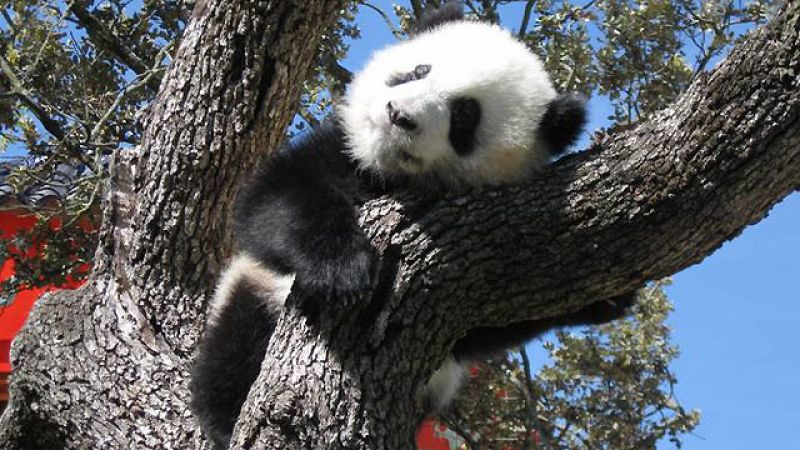 Los ositos panda de Madrid cumplen su primer año convertidos en las estrellas del zoo