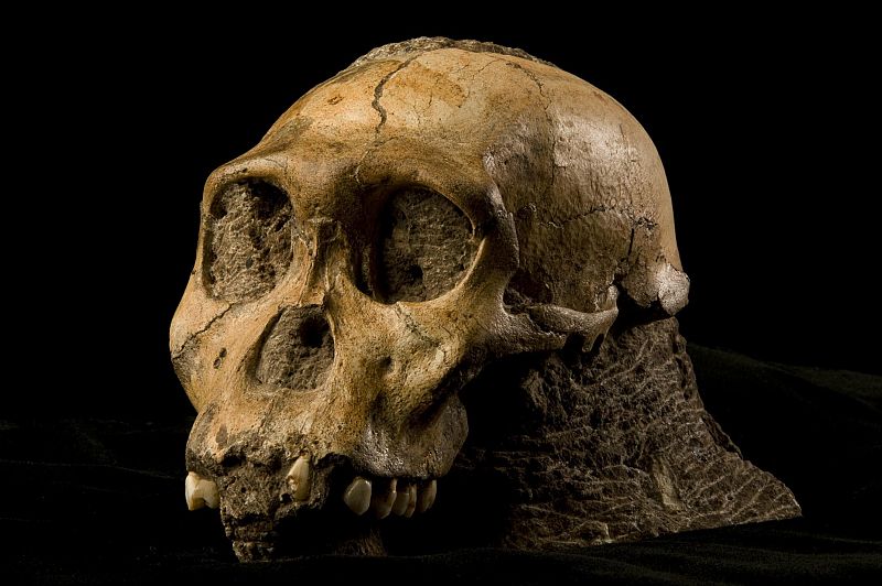 El 'Australopithecus sediba' allanó el camino evolutivo de las especies 'Homo'