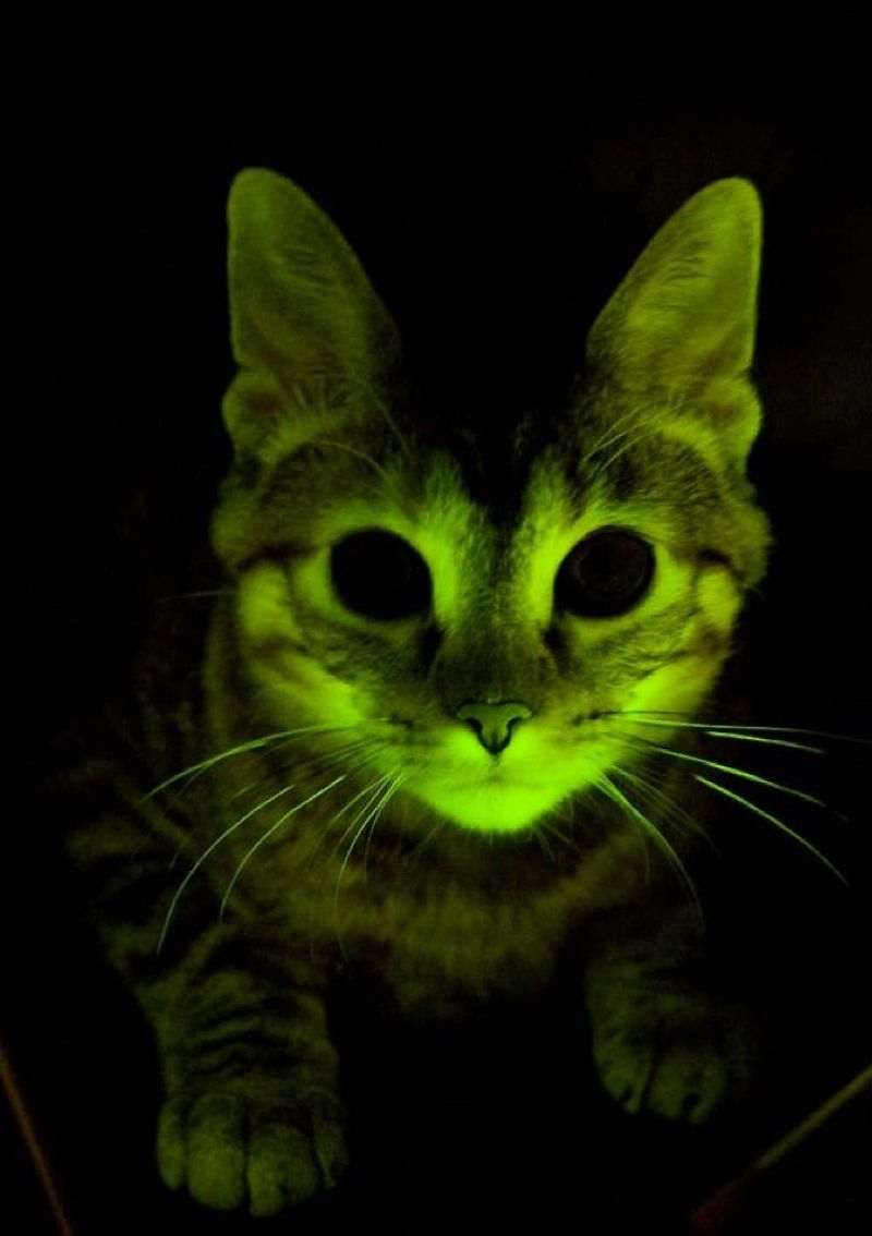 Gatos modificados genéticamente que brillan en la oscuridad y son inmunes al sida