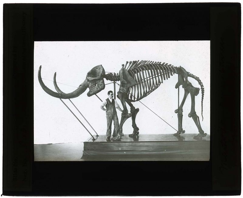 Cazadores de huesos de hace 100 años