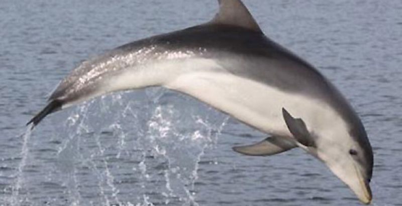 Descubren una nueva especie de delfín 'camuflada' en las aguas de Australia