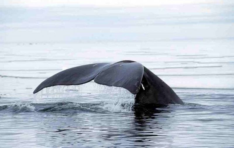 Las ballenas usan la ruta abierta por el deshielo en sus migraciones