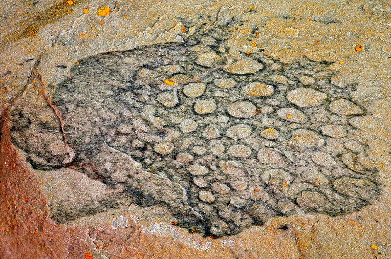 Paleontólogos españoles descubren la esponja más antigua de Europa en Aragón