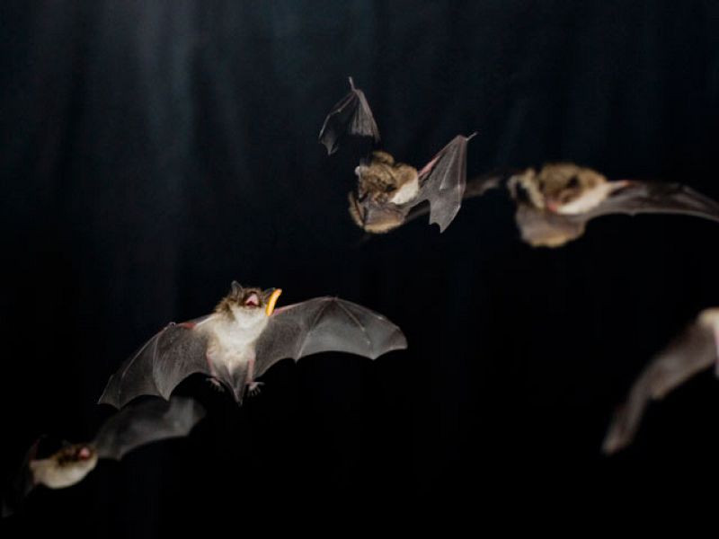 Los 'supermúsculos' de los murciélagos les facilitan la localización de sus presas