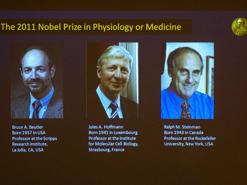 Premio Nobel de Medicina para Beutler, Hoffmann y Steinman por estudios sobre inmunidad