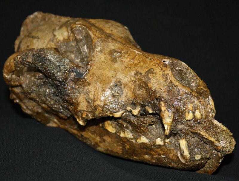 Descubren un perro prehistórico con un hueso de mamut en la boca