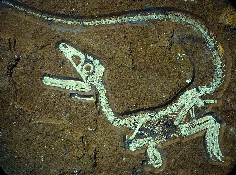 Descubren el fósil de un bebé dinosaurio, el mejor conservado de Europa