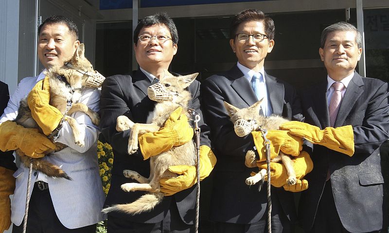 El 'doctor clon' coreano asegura haber clonado ocho coyotes en peligro de extinción