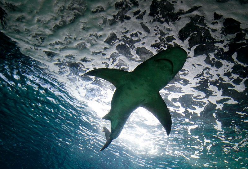 Cada año se capturan 73 millones de tiburones en aguas europeas