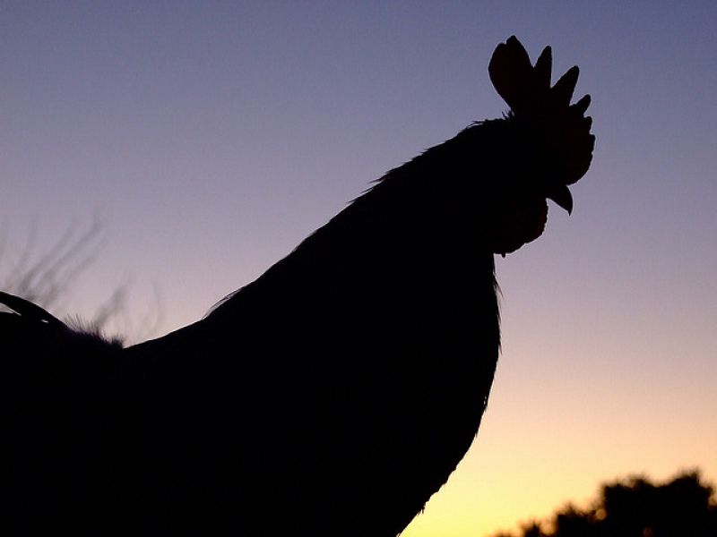 El canto de los gallos, un indicador para las hembras y una amenaza para los machos