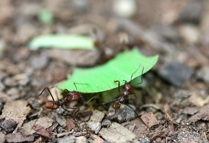Carreras de relevos entre hormigas para recolectar más semillas