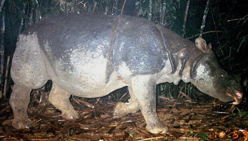 Cazadores furtivos matan al último rinoceronte de Java en Vietnam