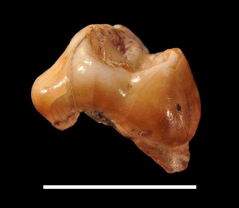 Descubren los dientes de 'Homo sapiens' más antiguos de Europa