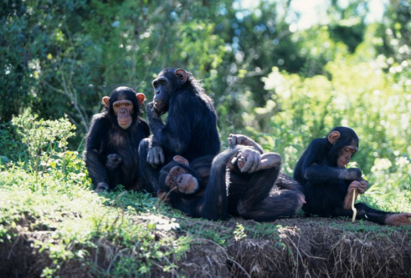 Los primates pasaron de vivir solos a hacerlo en grandes grupos por la vía rápida