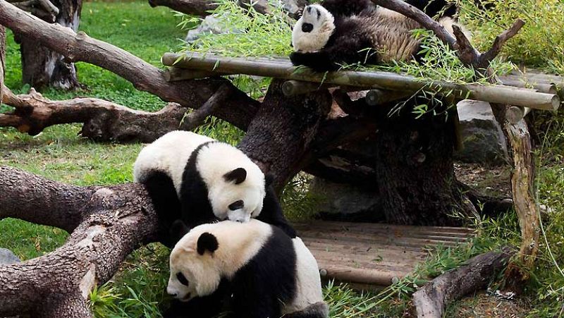 Los osos panda del Zoo de Madrid se reúnen por primera vez desde que nacieron