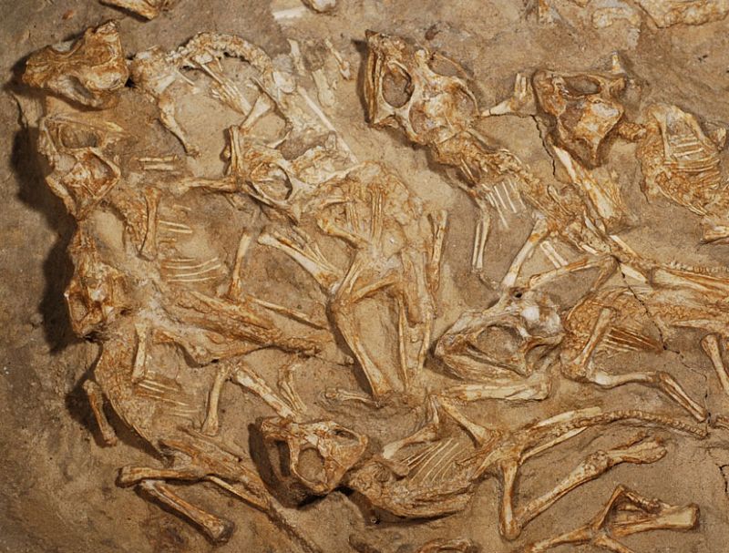 Descubren un nido repleto de fósiles de dinosaurios recién nacidos