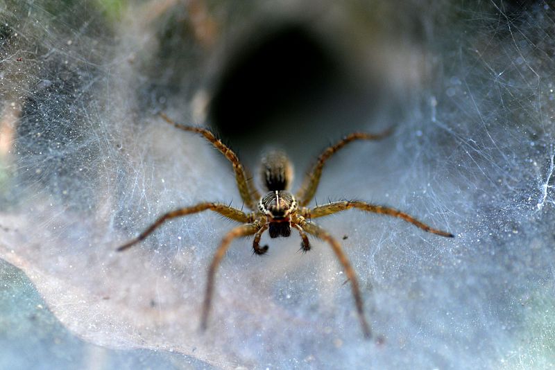 Las arañas evolucionaron sus telas para ocupar nuevos hábitats