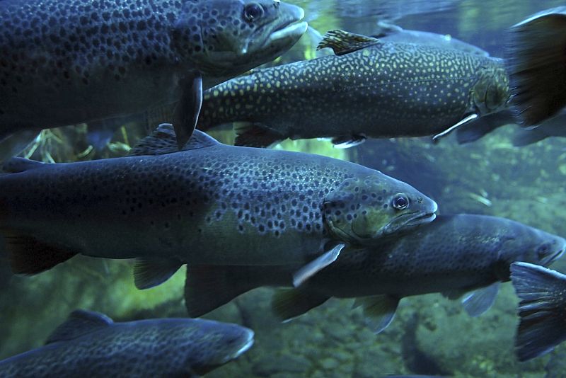 Las cremas solares pueden llevar a la extinción de los peces de río