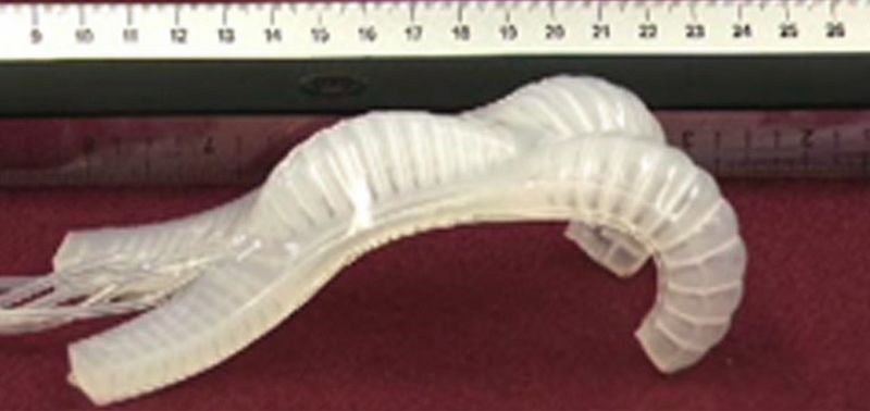 Diseñan un robot 'invertebrado' inspirado en los calamares y las estrellas de mar