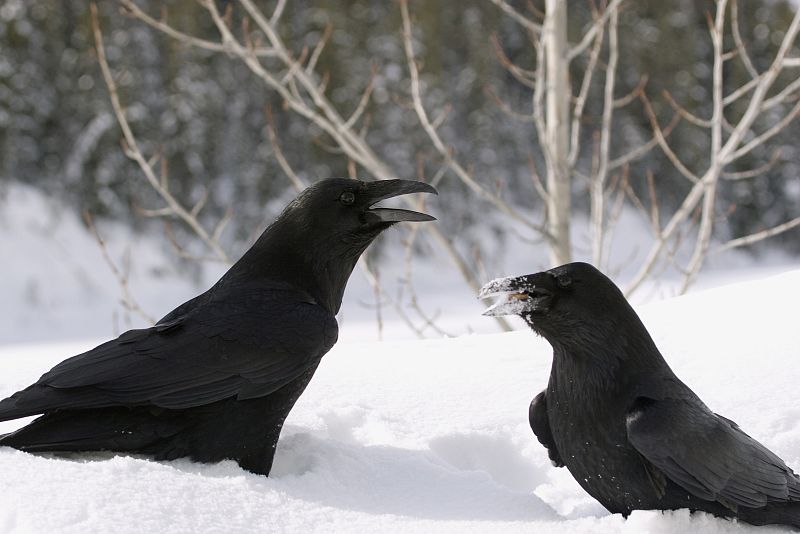 Los cuervos se comunican con gestos