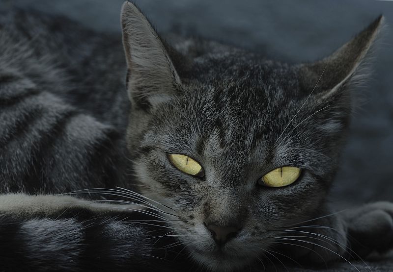 ¿Por qué de noche todos los gatos son pardos?