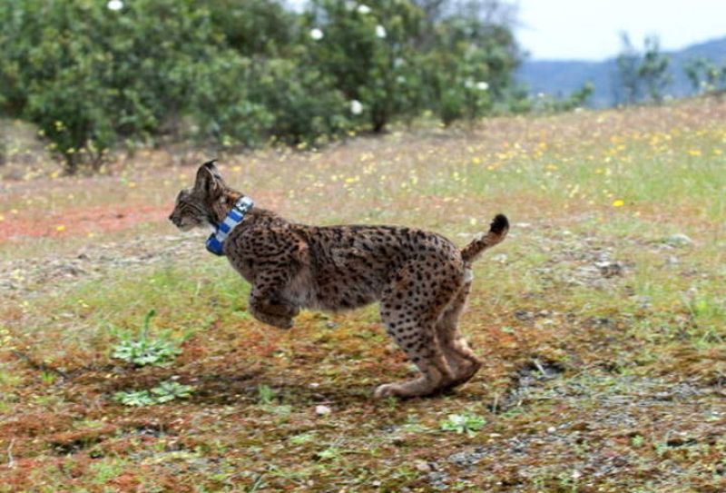 Fallece un lince ibérico atropellado en Doñana