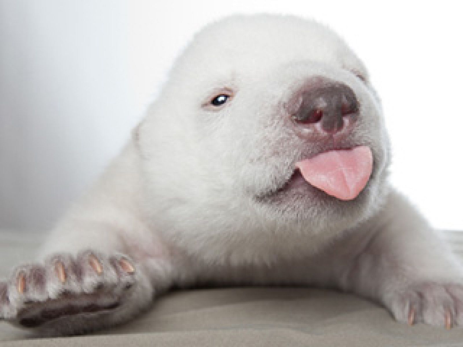 La mañana de la 1 - Siku conmueve al mundo - La mañana | Ver