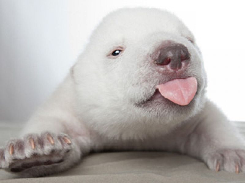 Siku, el oso polar que enternece al mundo