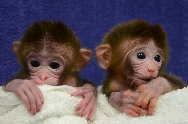 Nacen los primeros monos quiméricos, mezcla de células de embriones distintos