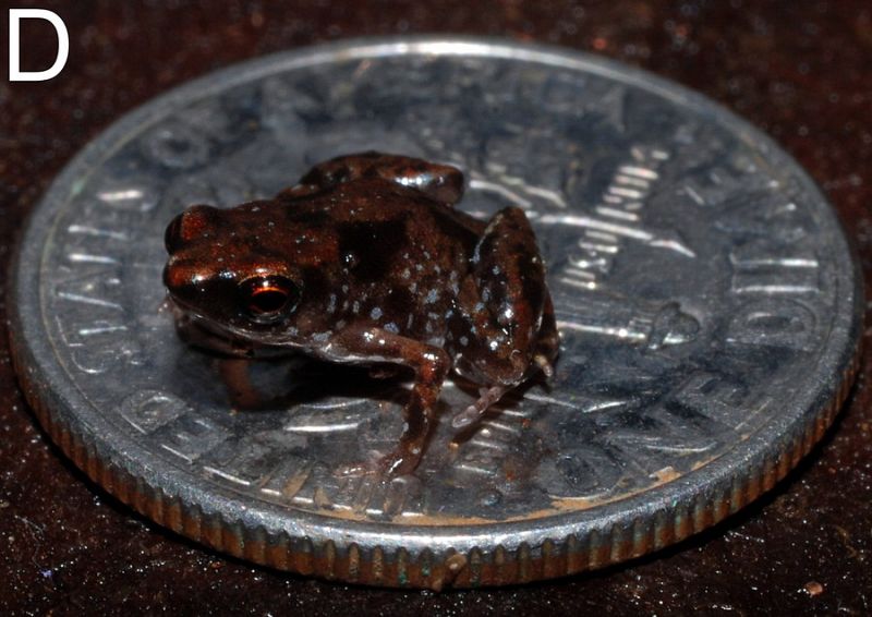 Una rana de 7,7 milímetros, el vertebrado más pequeño del mundo