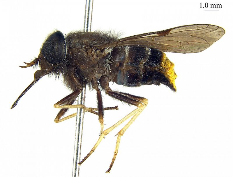 La mosca 'Beyoncé', una nueva especie con el abdomen dorado