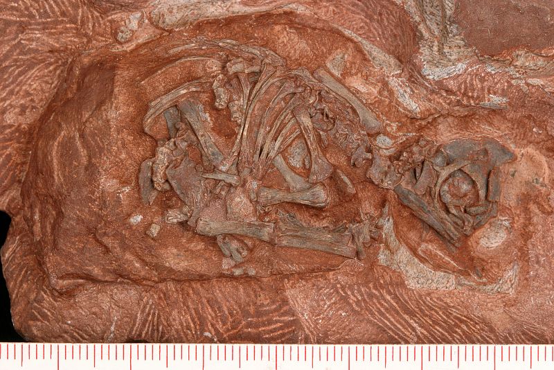 La guardería de dinosaurios más antigua