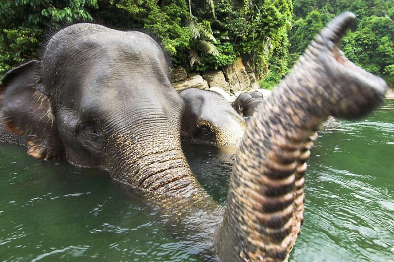 El elefante de Sumatra, al borde de la extinción