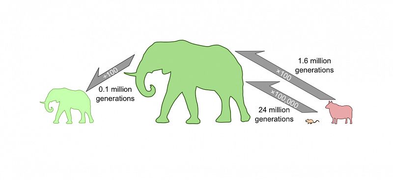 ¿De ratón a elefante? Solo hay que esperar 24 millones de generaciones