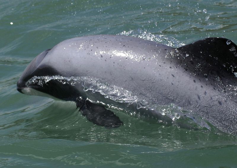 El delfín de Maui, el más pequeño de la especie, al borde de la extinción