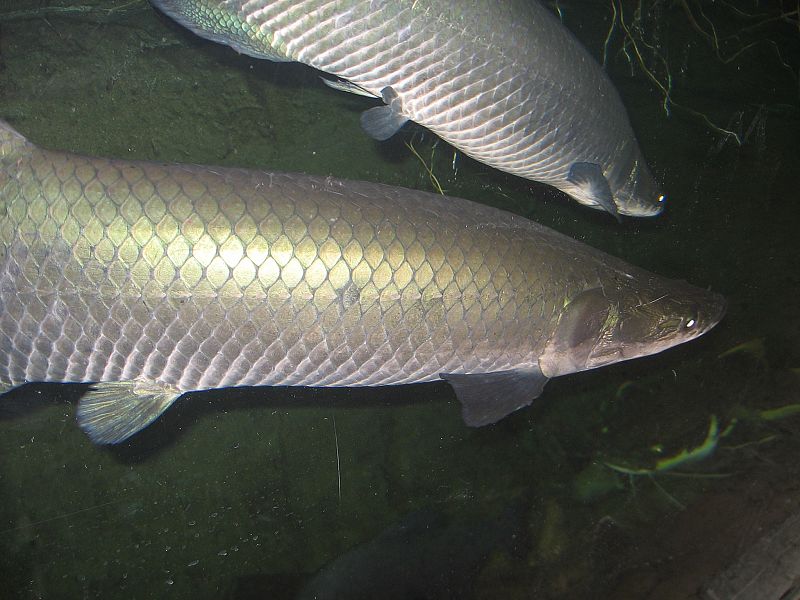 Peces con 'armaduras' a prueba de pirañas inspiran materiales para chalecos antibalas