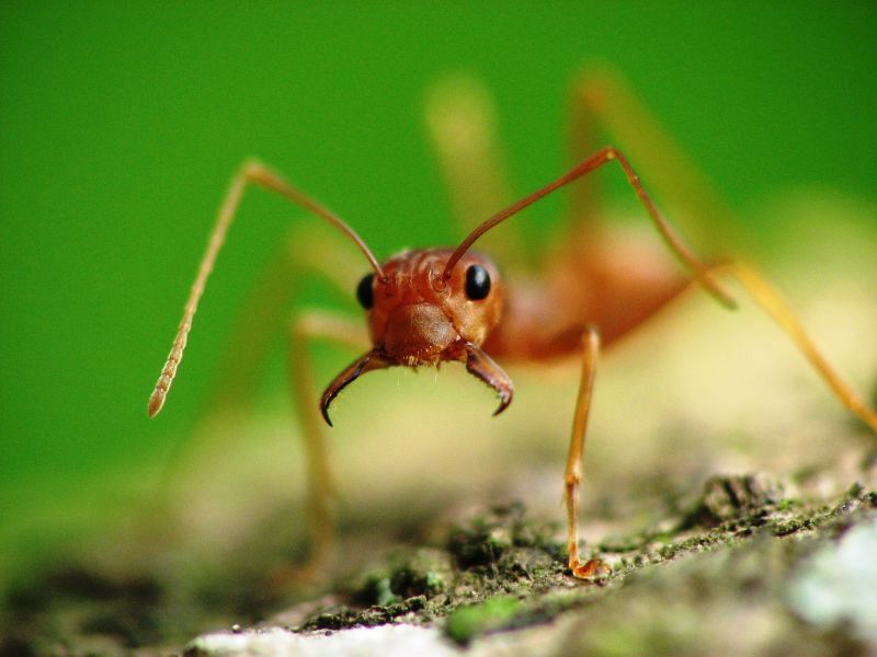 Las hormigas recuerdan el olor de sus enemigos