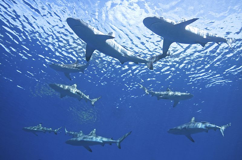 Hasta los tiburones tienen sus propios amigos