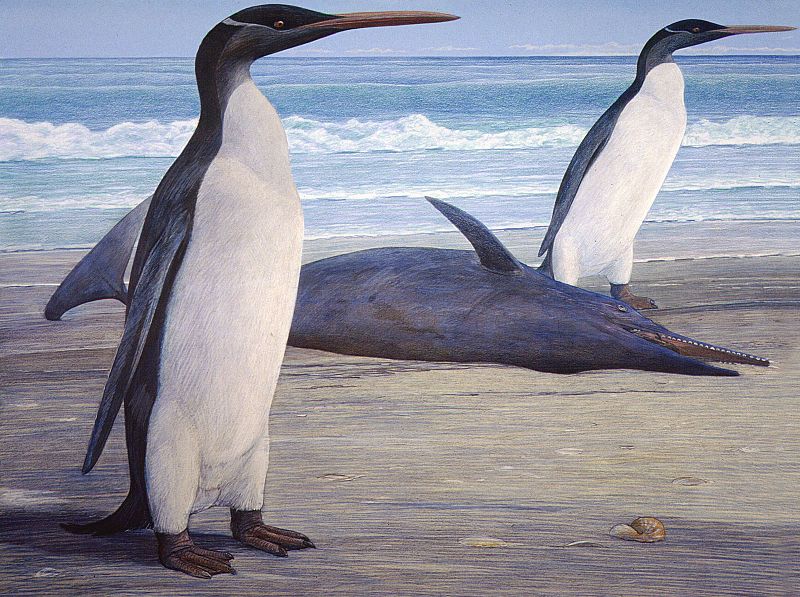 Pingüinos gigantes vivieron en Nueva Zelanda hace 25 millones de años