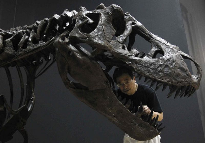 La mandíbula del T-Rex, la más temida del mundo