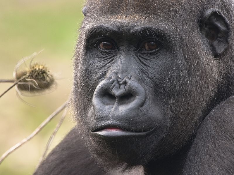 Los gorilas y los humanos, más parecidos genéticamente de lo que se pensaba