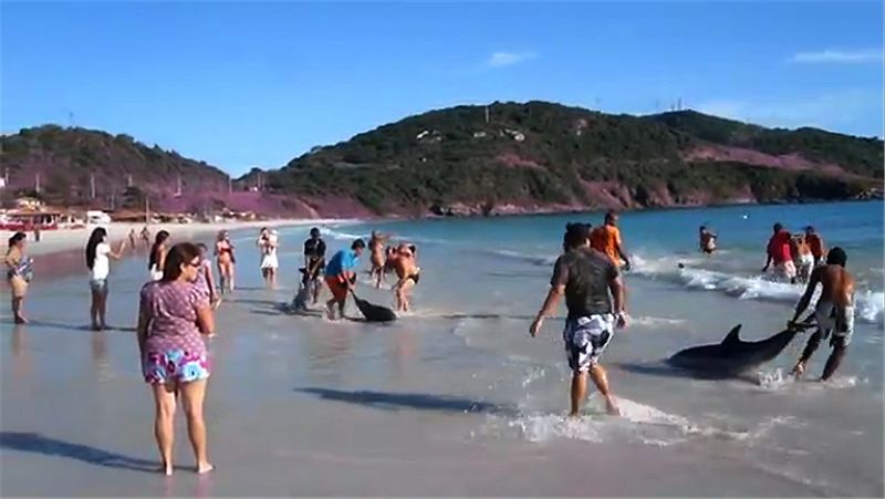 El impresionante rescate de 30 delfines varados en una playa de Brasil