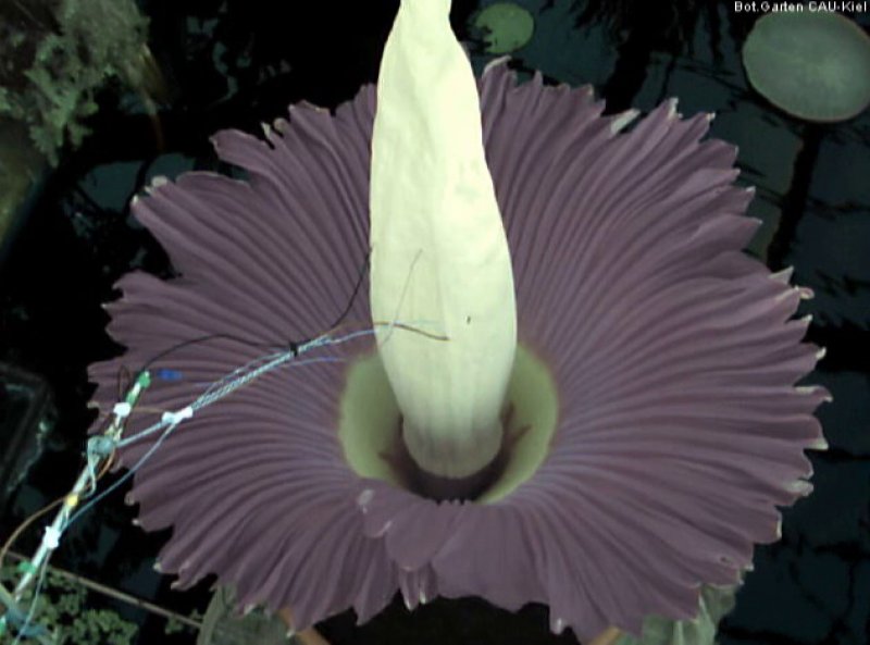 La "flor cadáver", la más grande y apestosa del mundo, florece en Alemania