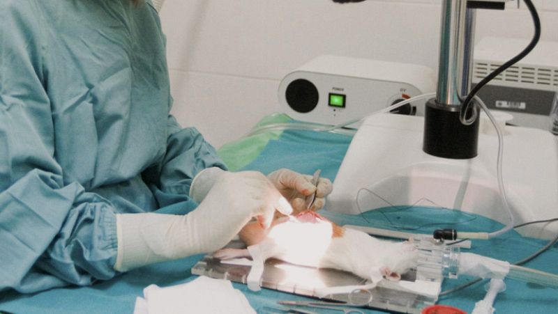 Los científicos piden "una excepción para que España no sea de segunda división"